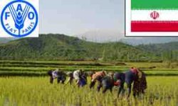 واردات برنج عامل ورشکستگی شالیکاران گیلان است